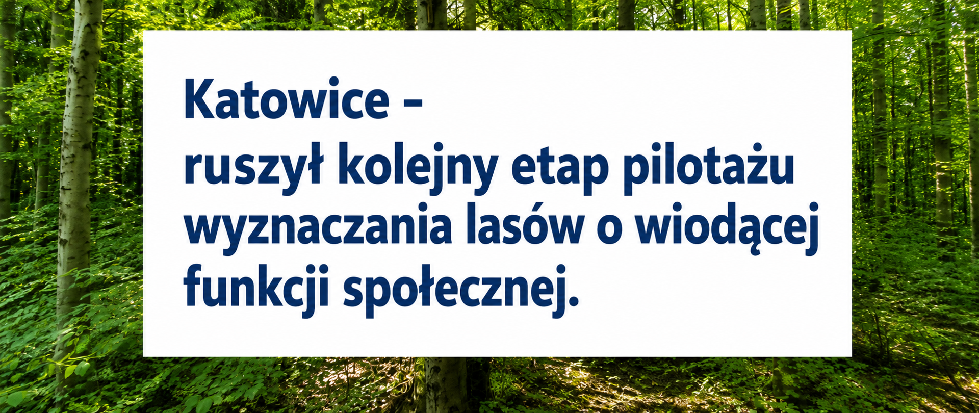 katowi