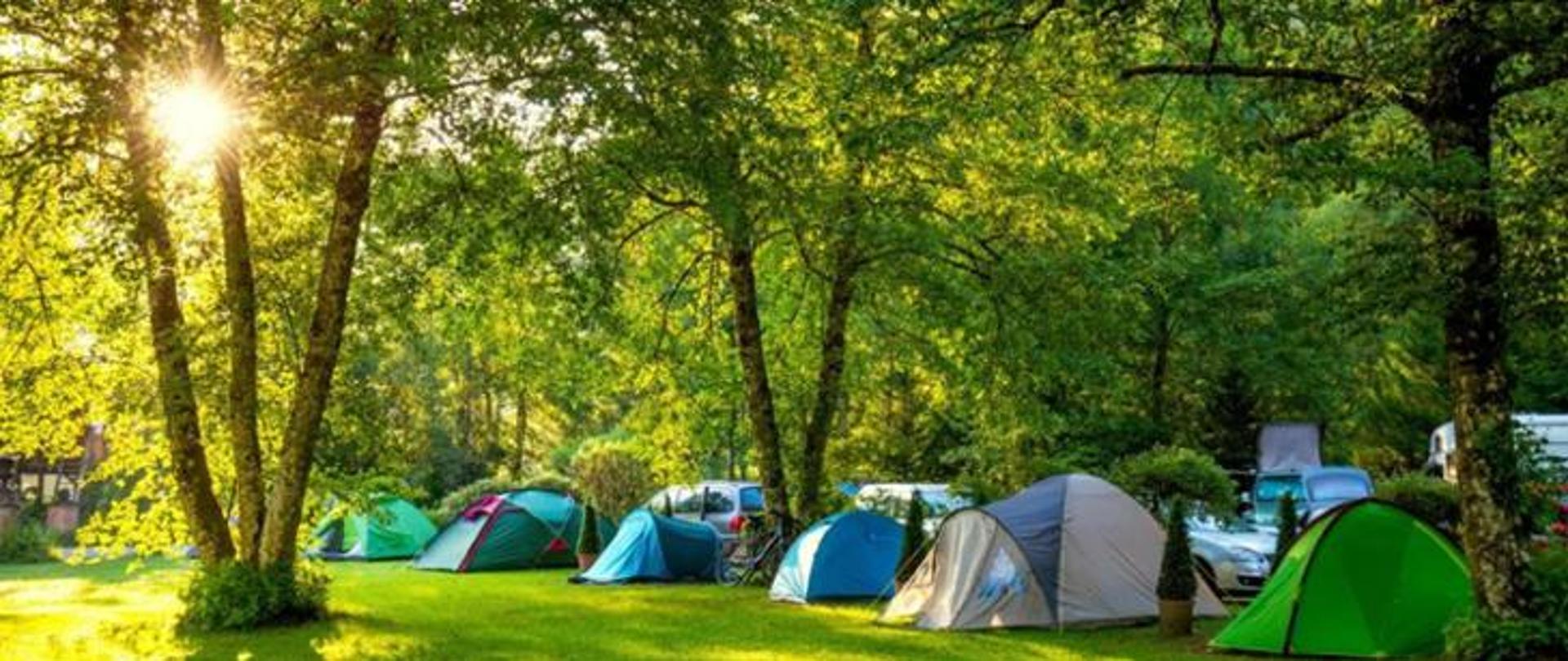 Zdjęcie przedstawiające namioty rozstawione między drzewami.