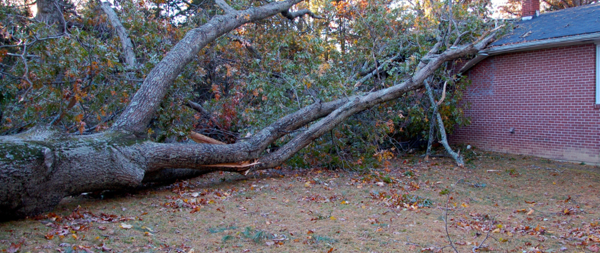 Powalone drzewo leży na dachu ceglanego domu, prawdopodobnie w wyniku silnych wiatrów. Drzewo zostało wyrwane z korzeniami, a gałęzie i liście są rozrzucone wokół posesji.