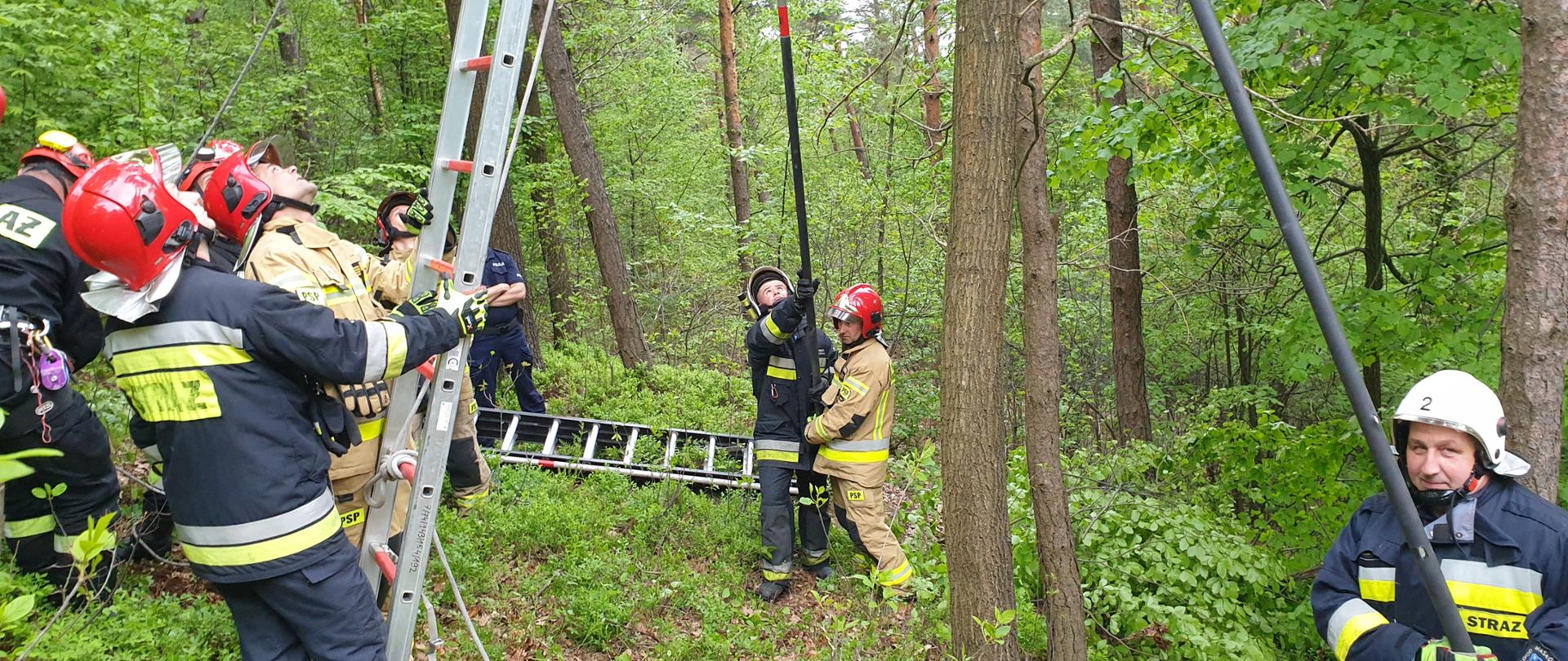 Zdjęcie przedstawia strażaków ustawiających drabinę do drzewa, na którym zawisł paralotniarz.