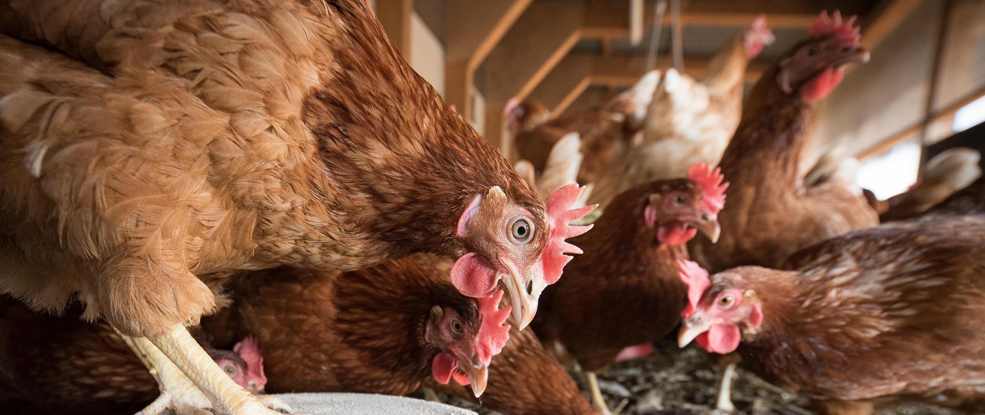 Na obszarze objętym obostrzeniami w związku z wystąpieniem ptasiej grypy drób powinien być izolowany od dzikiego ptactwa