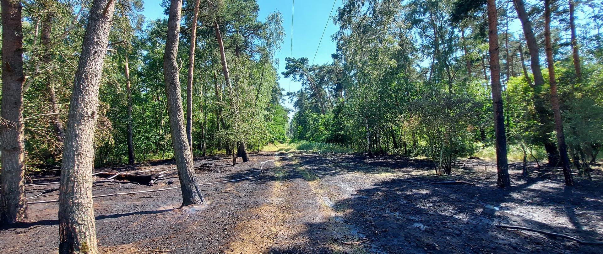 Widać spalone poszycie leśne, w pobliżu są drzewa