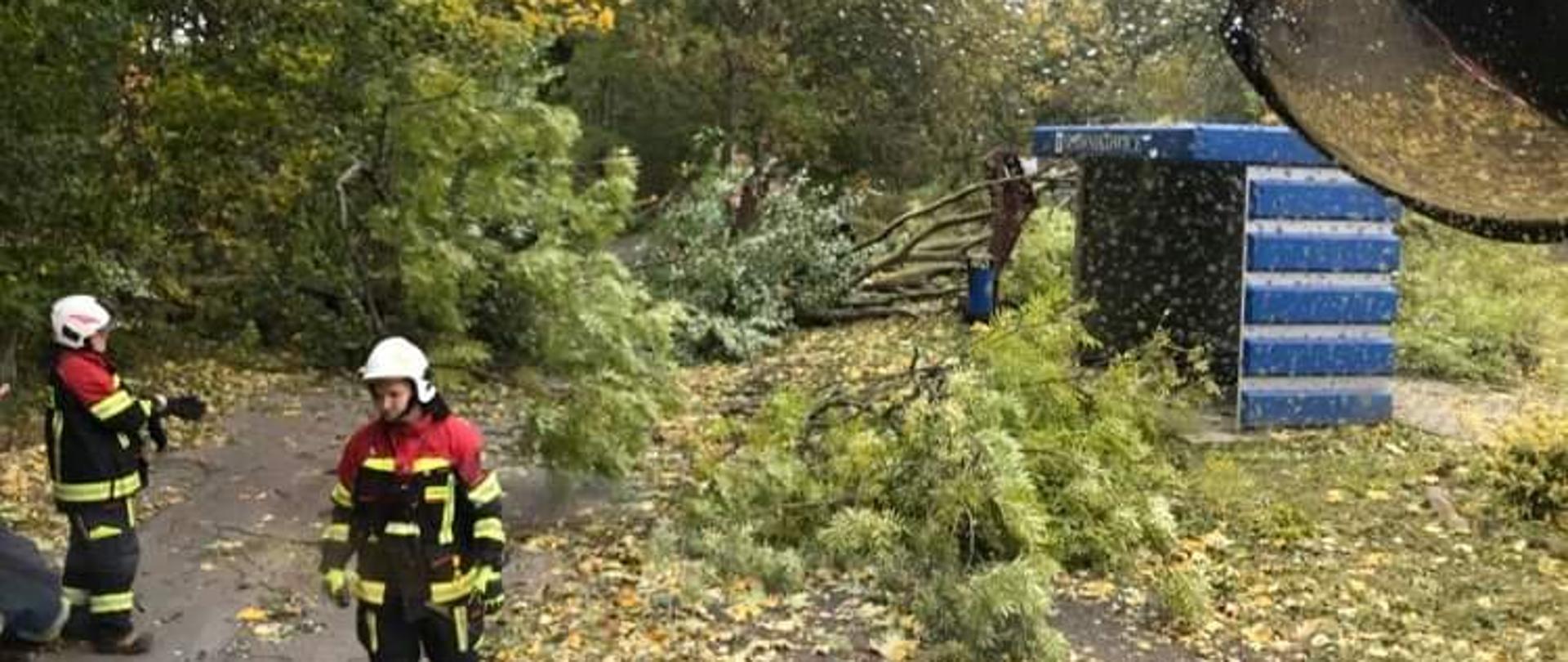 Zdjęcie z kabiny samochodu gaśniczego. Przed samochodem powalona korona drzewa w pobliżu przystanku autobusowego. Dwóch strażaków w białych hełmach obok wiatrołomu. 