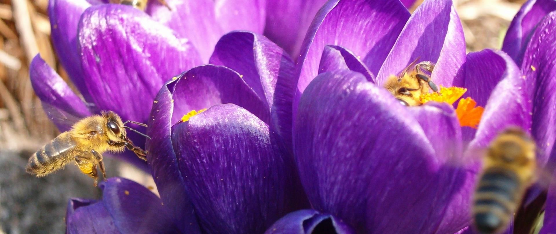 pszczoła zbliżająca się do kwiatu krokusa