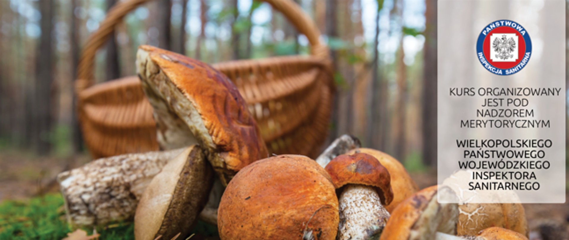 Kurs klasyfikatora grzybów świeżych