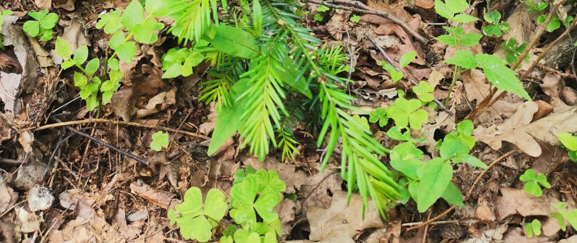Mała sadzonka cisa na tle runa leśnego, wysoka na kilkanaście centymetrów, zgryziona przez jelenie