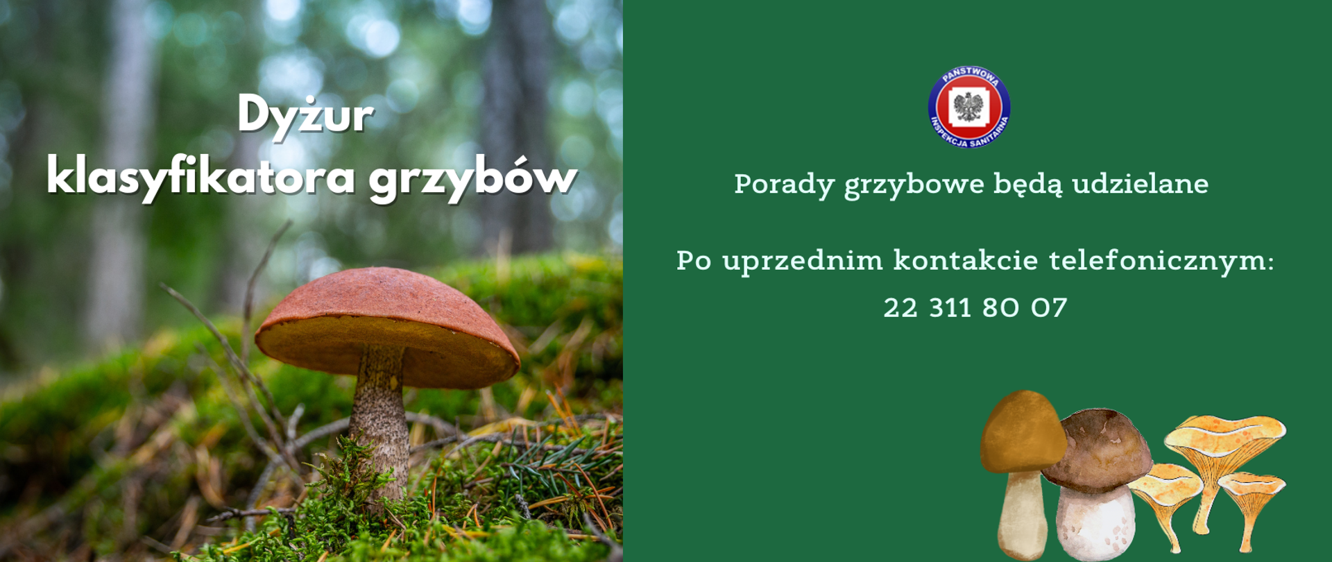 Infografika podzielona na 2 części. Po lewej stronie widoczny grzyb rosnący w lesie, po prawej stronie informacja w jakich godzinach będą udzielane porady oraz w prawy dolnym rogu widoczna jest grafika przedstawiająca 5 grzybów ( prawdziwki, kurki).