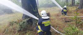 Na zdjęciu dwóch ratowników OSP podających dwa prądy wody w głąb lasu.