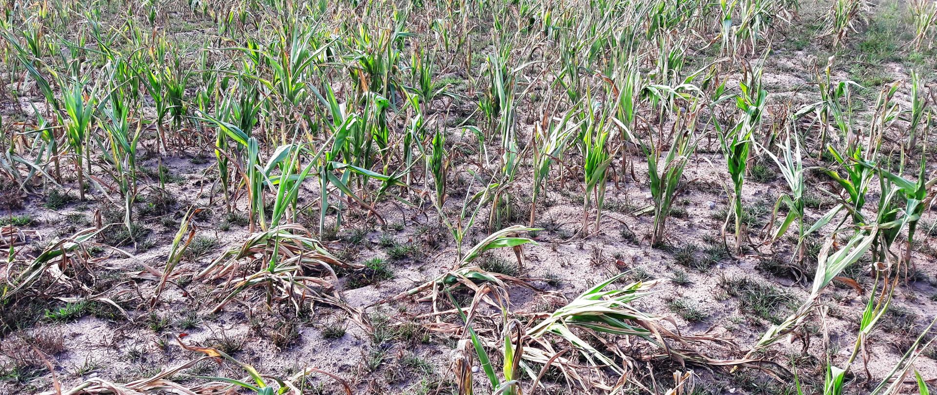 Straty spowodowane suszą na polu kukurydzy