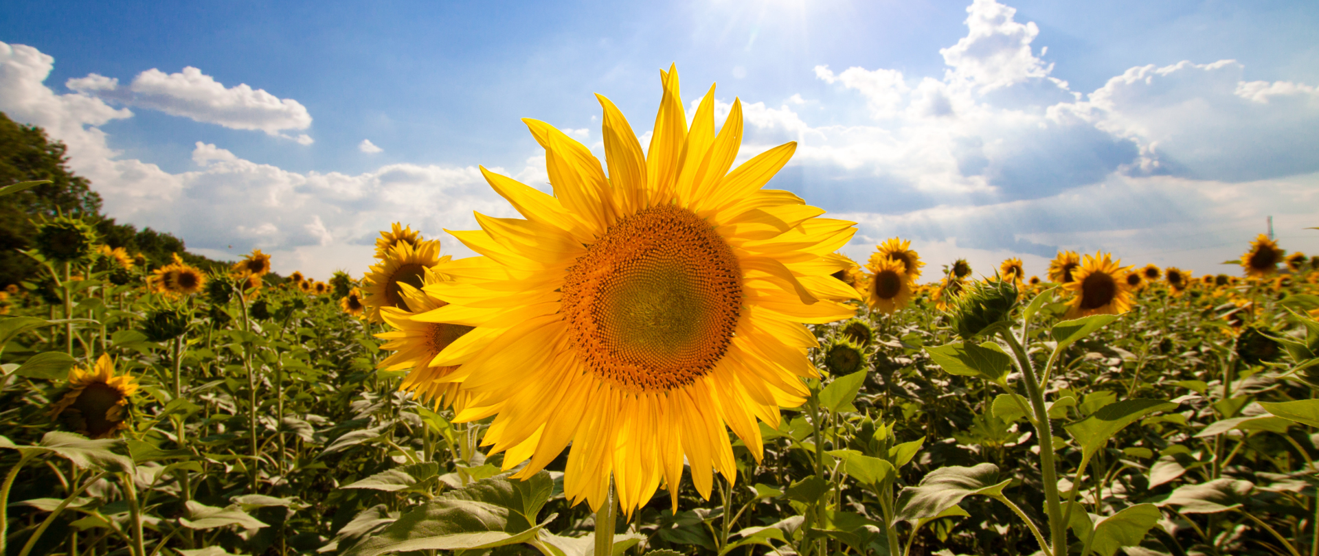 Słoneczniki na polu.