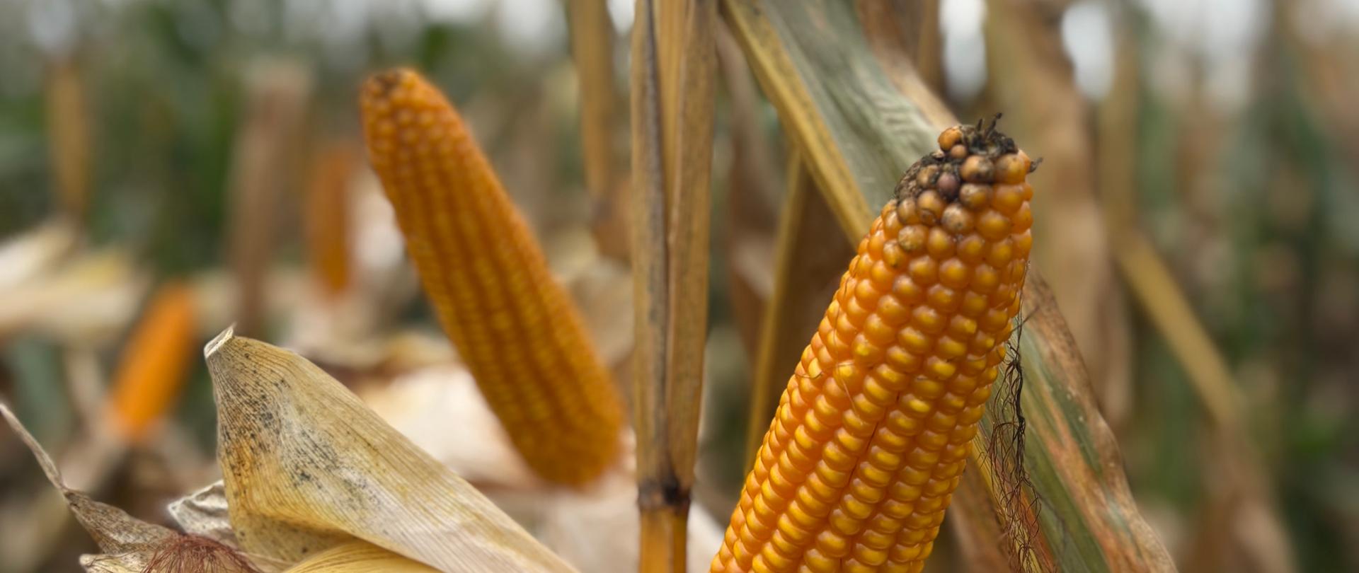 Zdjęcie przedstawia pole kukurydzy.