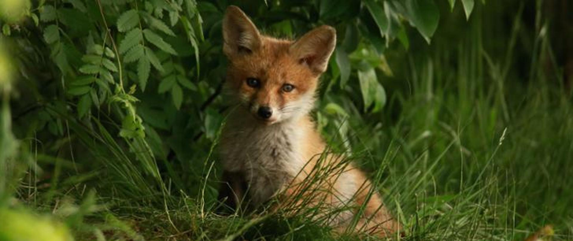 Zdjęcie przedstawia lisa w lesie