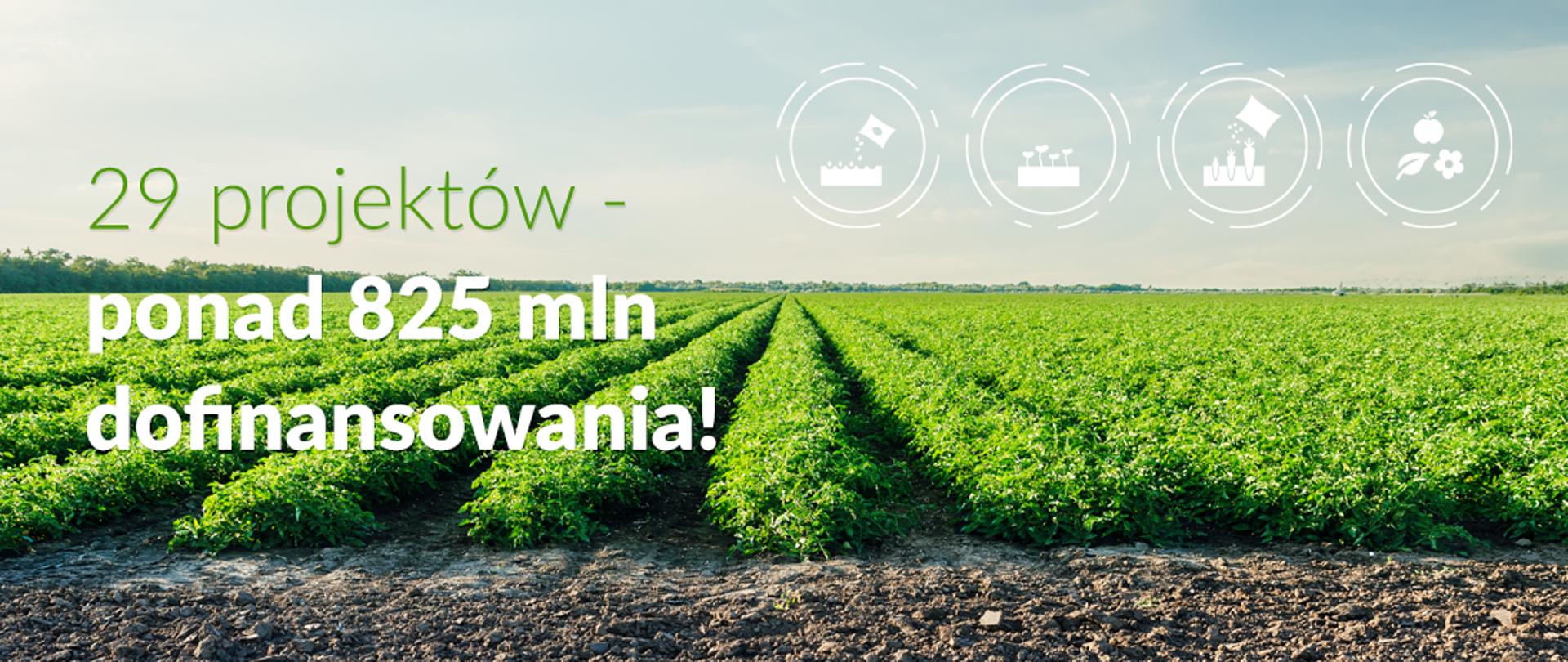 Napis: 29 projektów - ponad 825 mln dofinansowania!. W tle pole uprawne. Ikongrafika na czterech kręgach symbolizuje: 1 krąg - nawożenie, 2 krąg - kiełkujące rośliny, 3 krąg - rosnące warzywa, 4 krąg - dojrzałe owoce i warzywa 