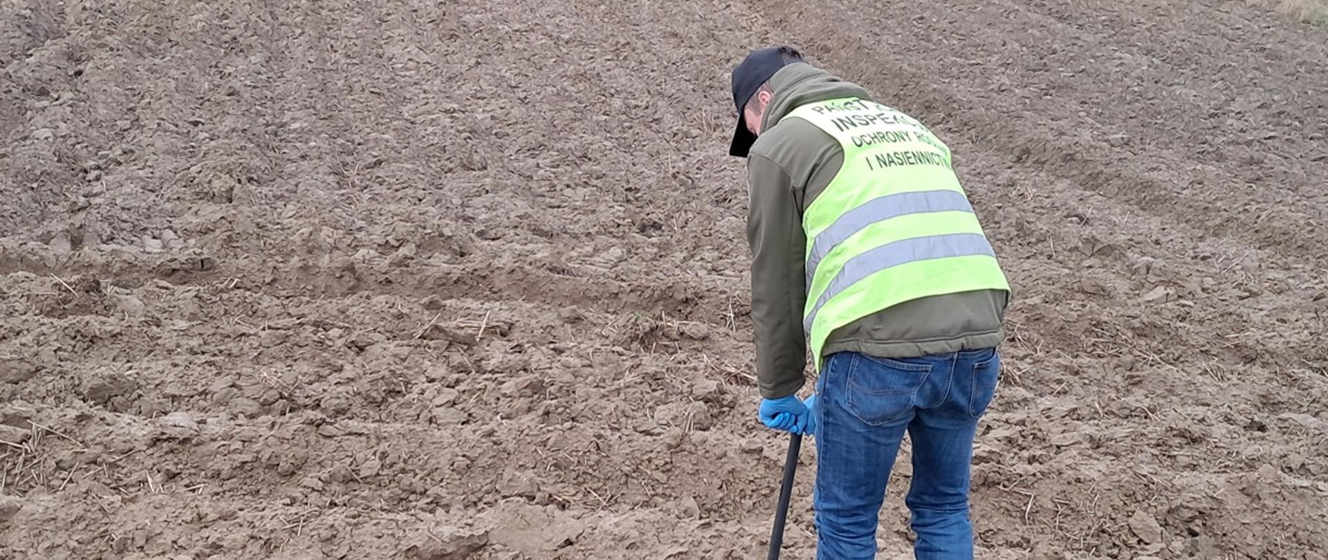 Na polu inspektor WIORiN w Kielcach z Oddziału w Opatowie pobiera próby gleby na obecność mątwików (Globodera pallida i Globodera rostochiensis) metalową laską glebową.
Inspektor ubrany jest w niebieskie spodnie i zieloną kurtkę na którą nałożoną ma odblaskową kamizelkę z napisem Państwowa Inspekcja Ochrony Roślin I Nasiennictwa, na jego butach i rękach widoczna jest odzież ochronna (ochraniacze foliowe na buty i rękawiczki jednorazowe koloru niebieskiego).
