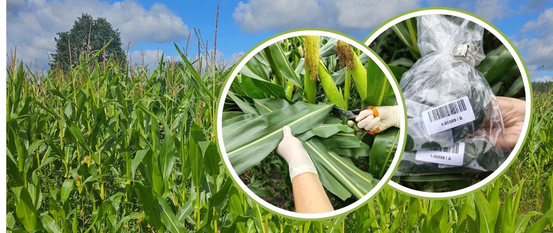 Ikona GMO