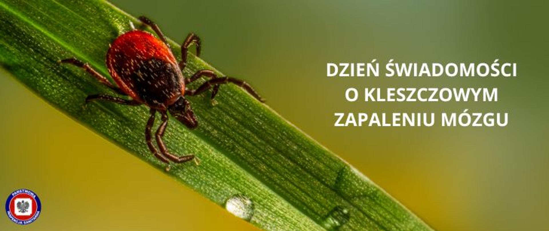 Grafika w zielonej tonacji, po środku kleszcz poruszający się po zielonym źdźble trawy, po prawej jasny napis Dzień Świadomości o Kleszczowym Zapaleniu Mózgu. W lewym dolnym rogu logo Państwowej Inspekcji Sanitarnej.