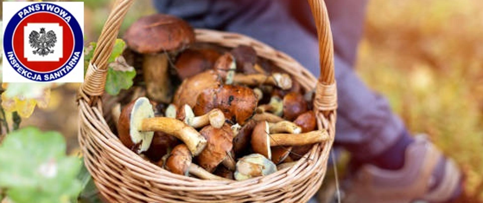 Zbieranie grzybów w lesie