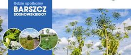 barszcz
