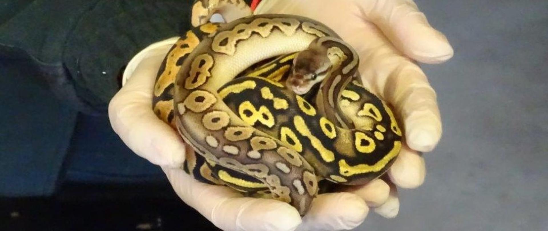 przemyt egzotycznych zwierzat - IAS Rzeszow - wąż