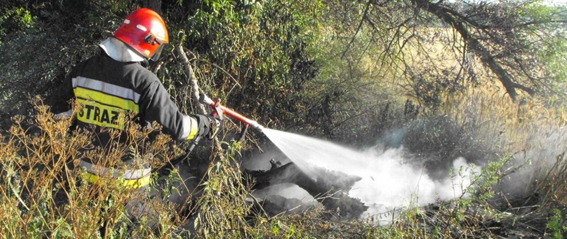 Zdjęcie przedstawia strażaka gaszącego drzewo