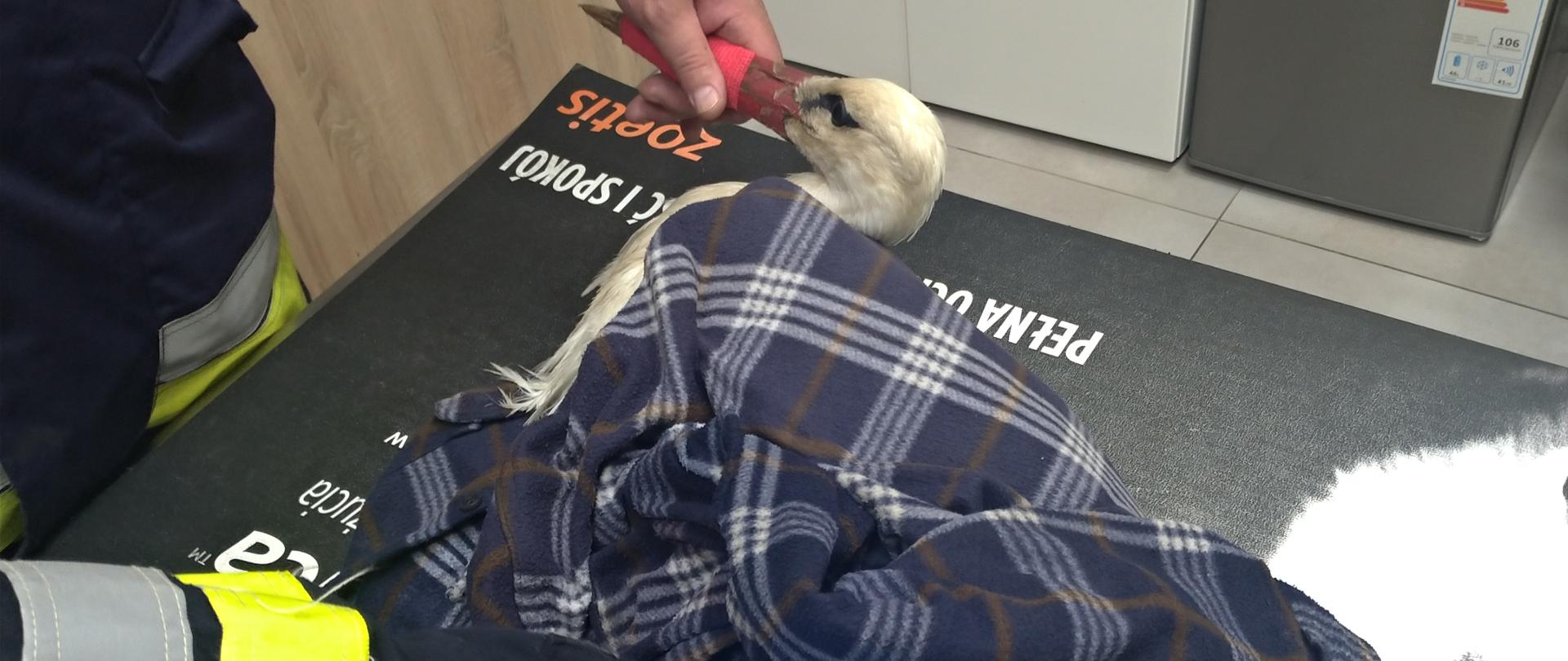 Pomoc rannemu bocianowi