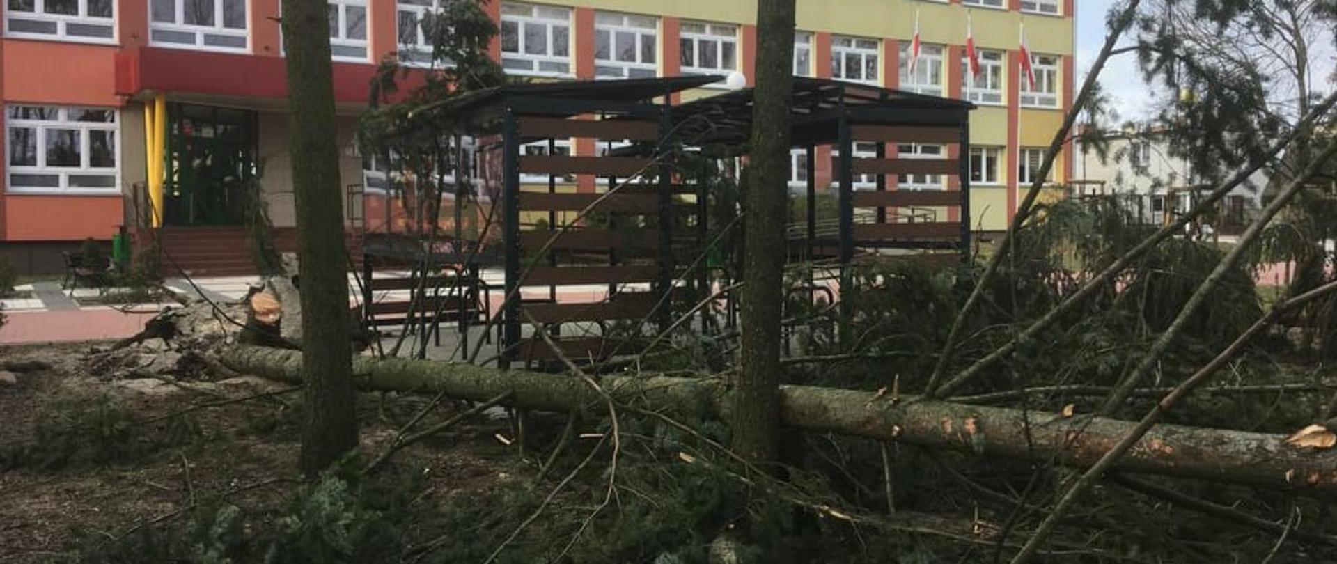 Zdjęcie przedstawia powalone drzewa na skutek silnego wiatru.