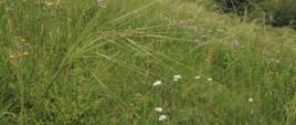 Zielona łąka z drobnymi białymi i wrzosowymi kwiatami. Na pierwszym planie roślina trawiasta, wysoka.
