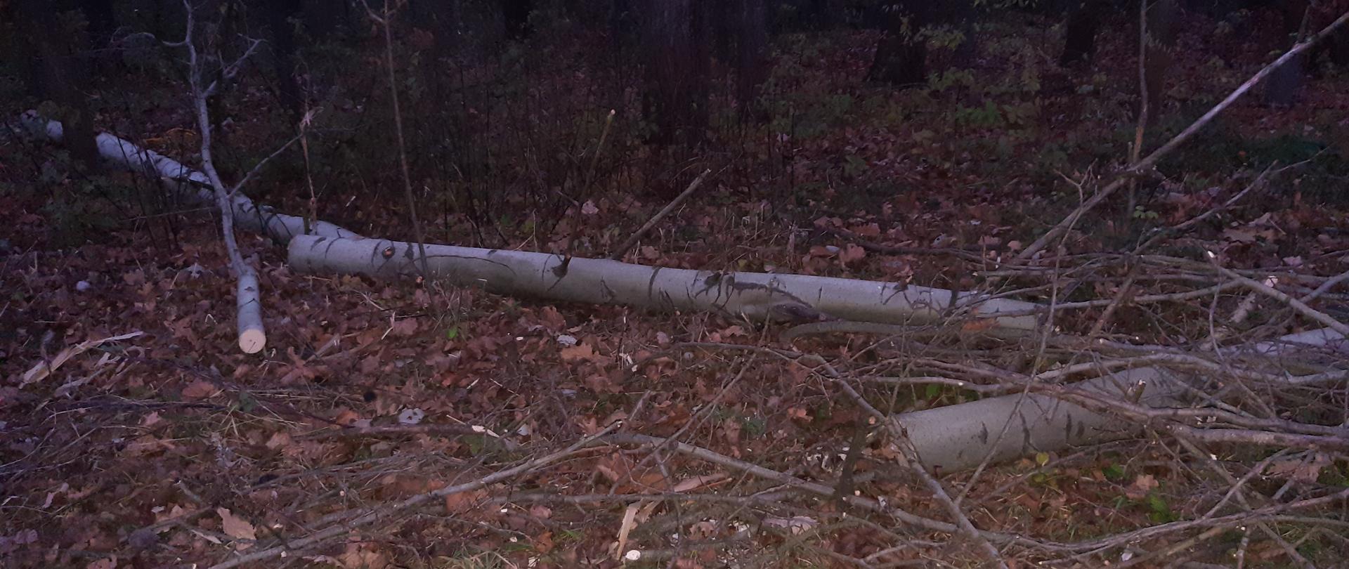 Na zdjęciu widoczne powalone drzewo w lesie.