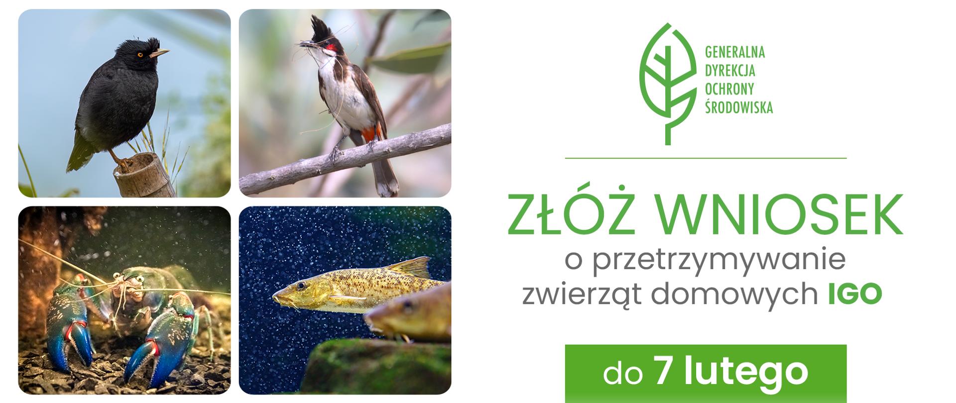 Po lewej stronie zdjęcia 4 zwierząt: dwa ptaki, ryba i rak. Po prawej u góry logo Generalnej Dyrekcji Ochrony Środowiska (zielony liść) i napis: Złóż wniosek o przetrzymywanie zwierząt domowych IGO do 7 lutego.