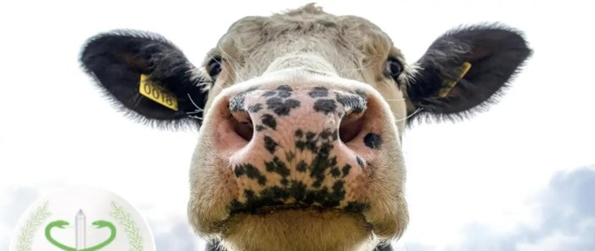 Zdjęcie krowy i symbol Główny Inspektorat Weterynarii