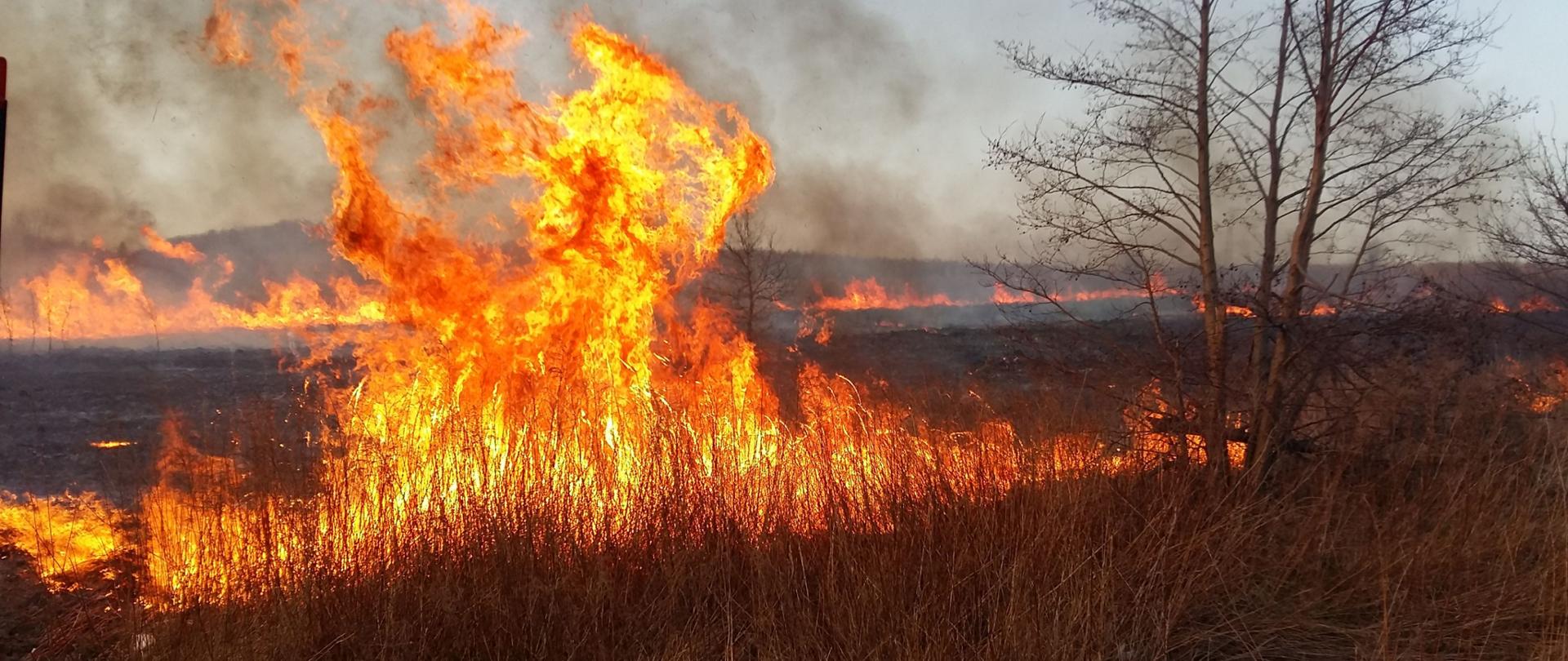 Palące się nieużytki na terenach rolniczych. Płomienie miejscami wysokie na kilka metrów.