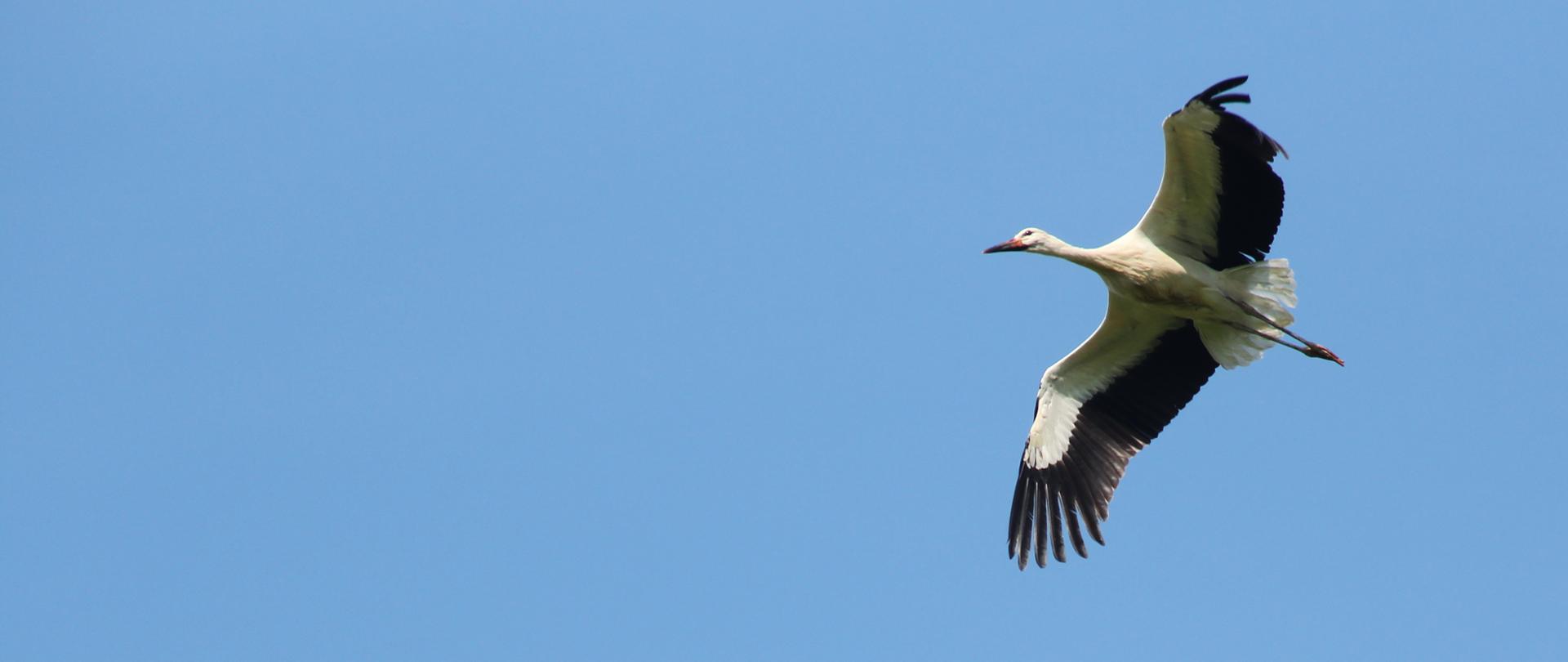 Bocian w locie Ewa Jakowlew