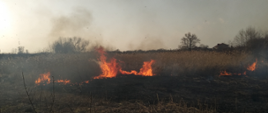 zdjęcie zrobione w dzień. Na zdjęciu widać palącą się trawę na nieużytkach. Na zdjęciu widać ogień i dym. 