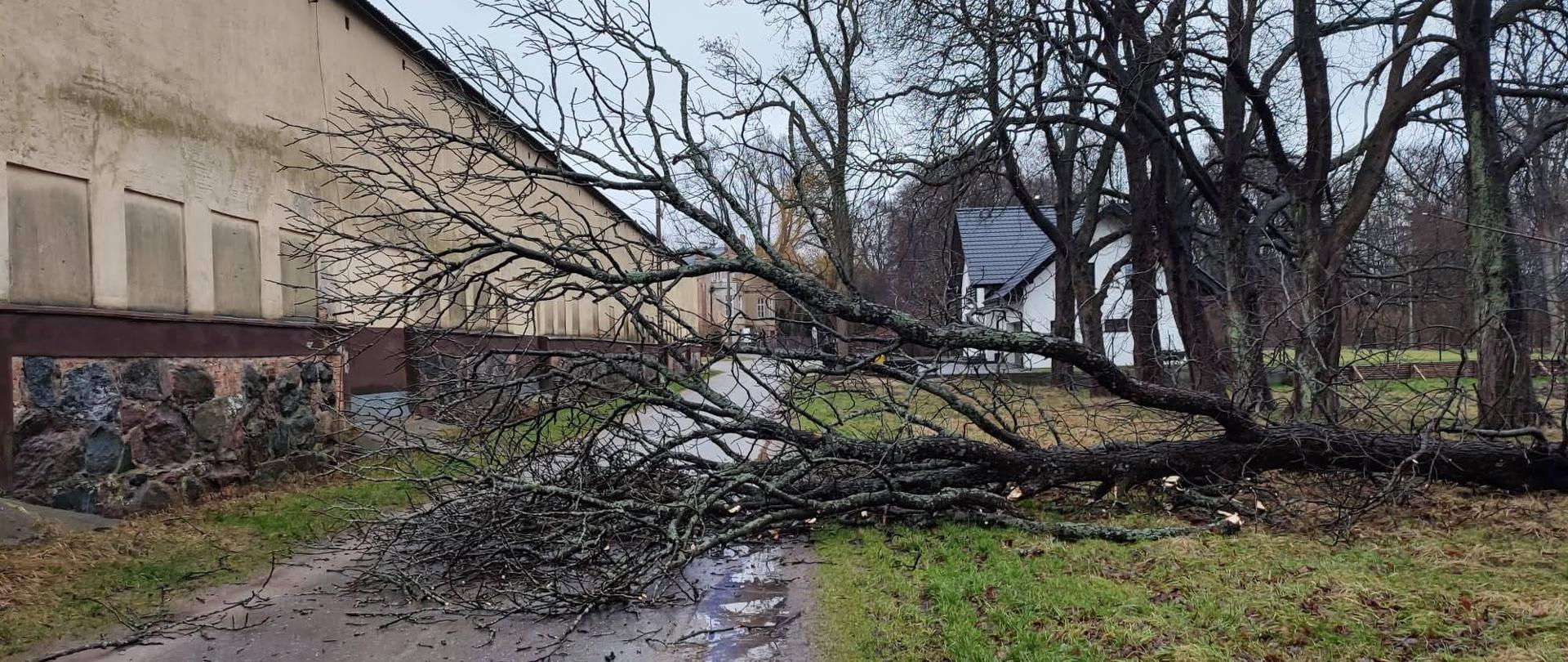 Drzewo przewrócone na drogę.