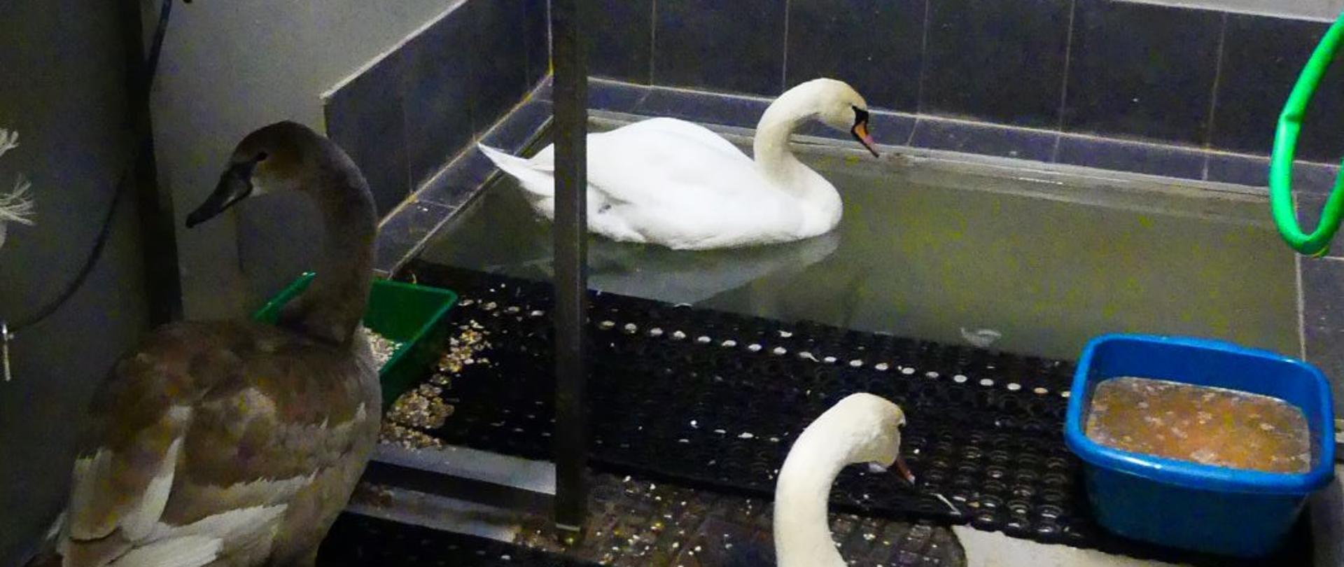 Pomieszczenie z brodzikiem, w którym pływa łabędź, dwa pozostałe osobniki chodzą po pomieszczeniu