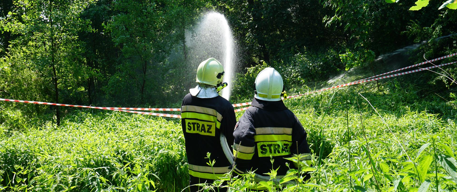 Strażacy gaszą pożar lasu. 