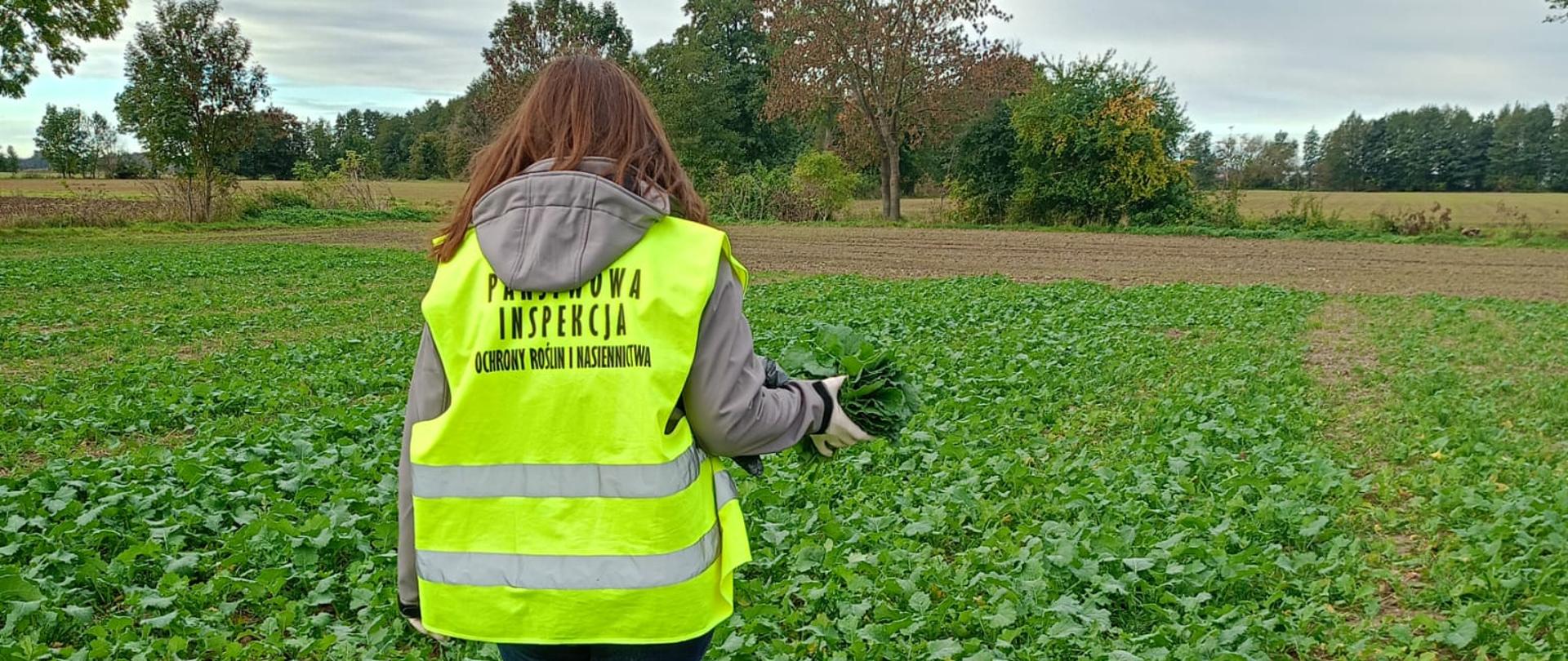 Kobieta w kamizelce odblaskowej idzie w polu rzepaku, trzymając w jednej ręce liście 