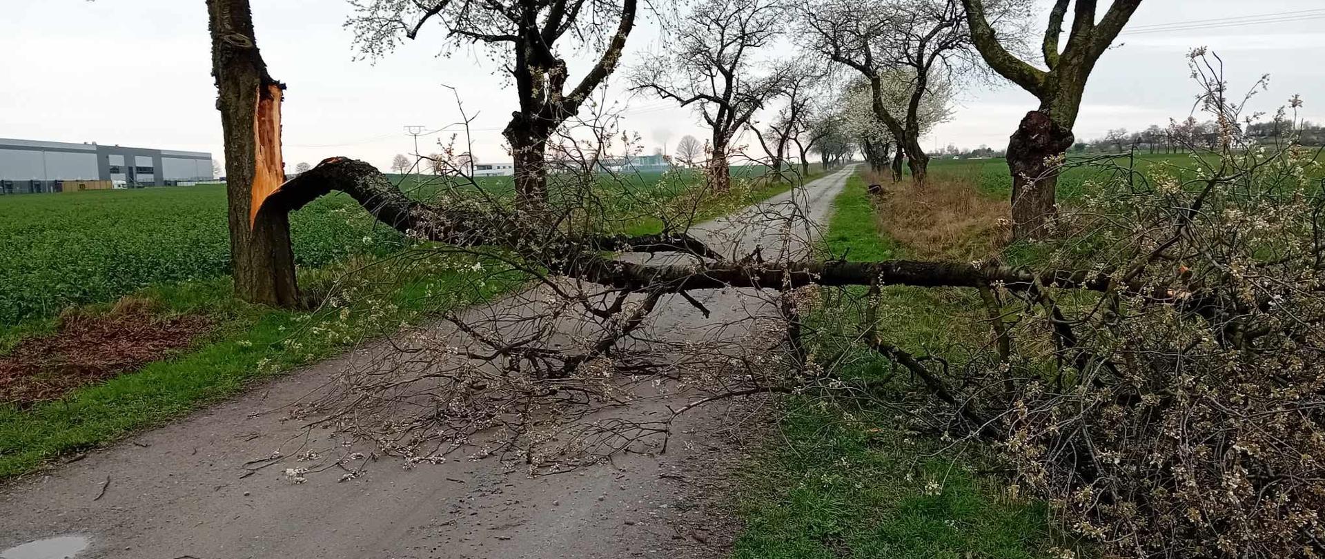 Usuwanie skutków silnych porywów wiatru.