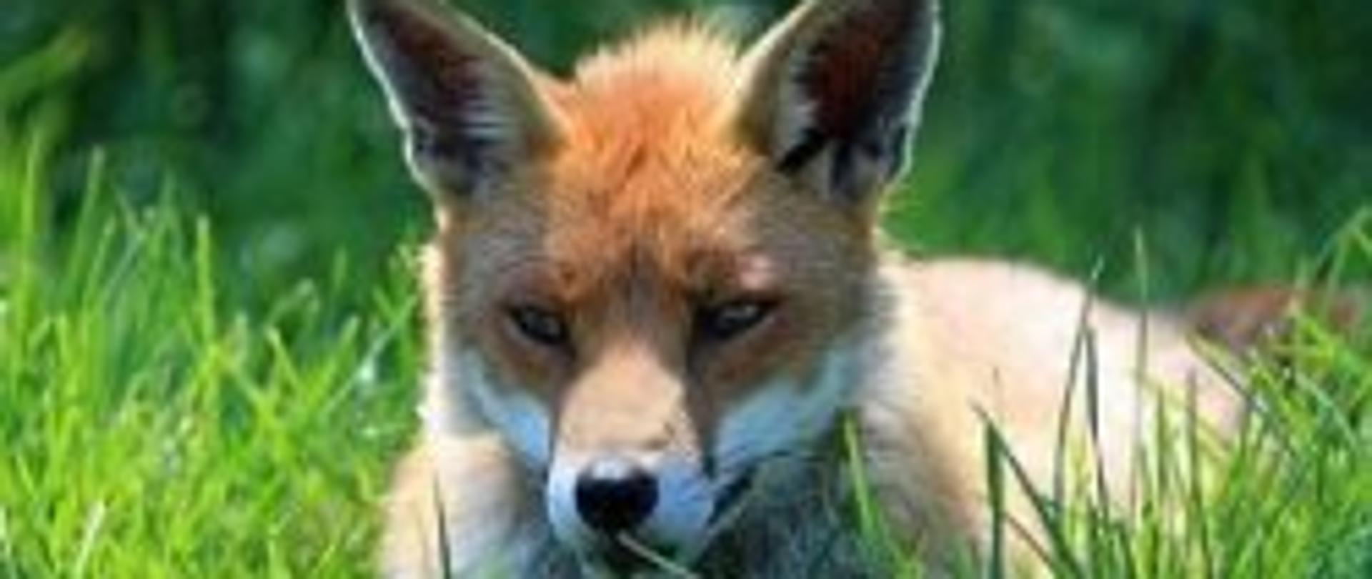 Fotografia lisa leżącego na łące.