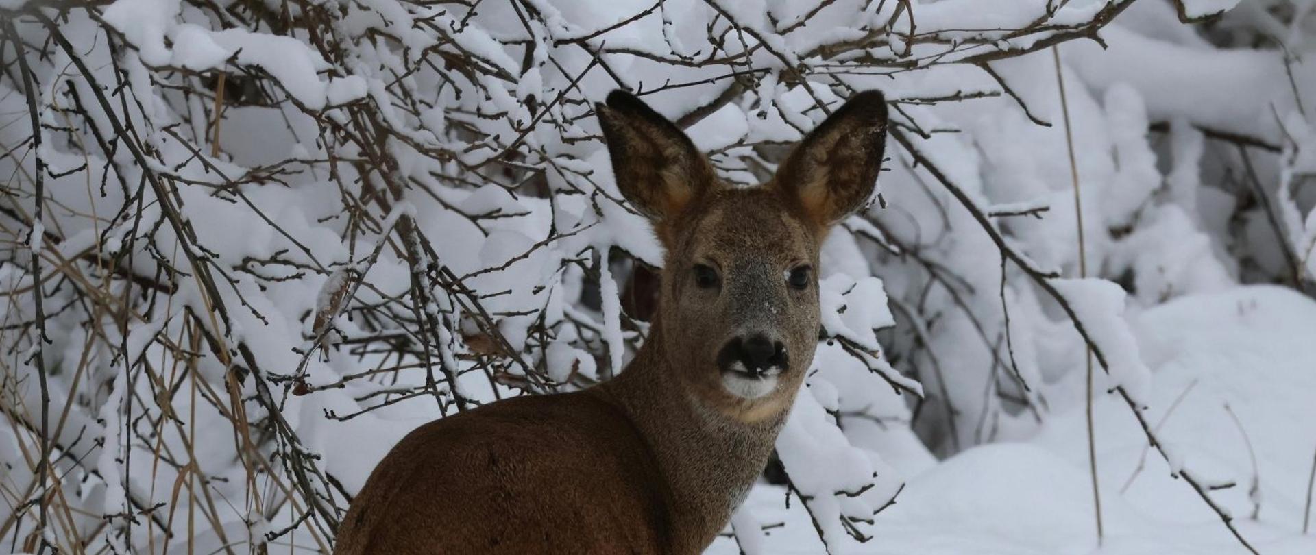 Sarna a w tle drzewo obsypane śniegiem 