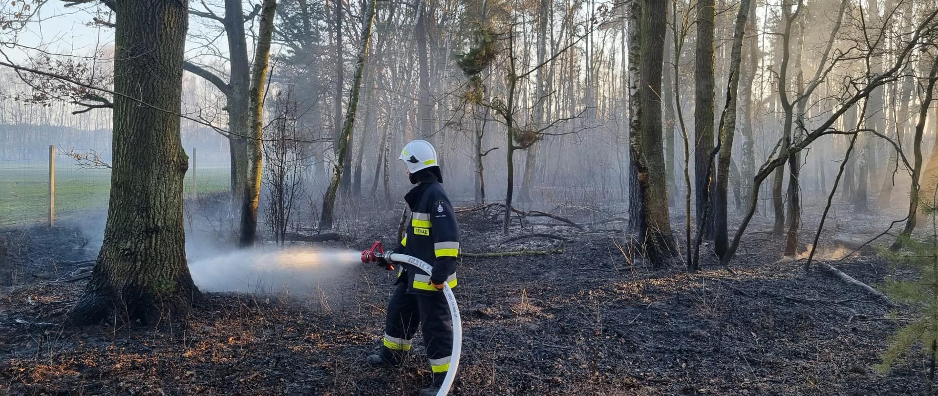 Zdjęcie przedstawia pożar poszycia leśnego w miejscowości Kuźnica Myślniewska. Na zdjęciu widzimy strażaka ochotnika podczas dogaszania poszycia leśnego. Zdjęcie wykonane w porze dziennej w obrębie lasu.