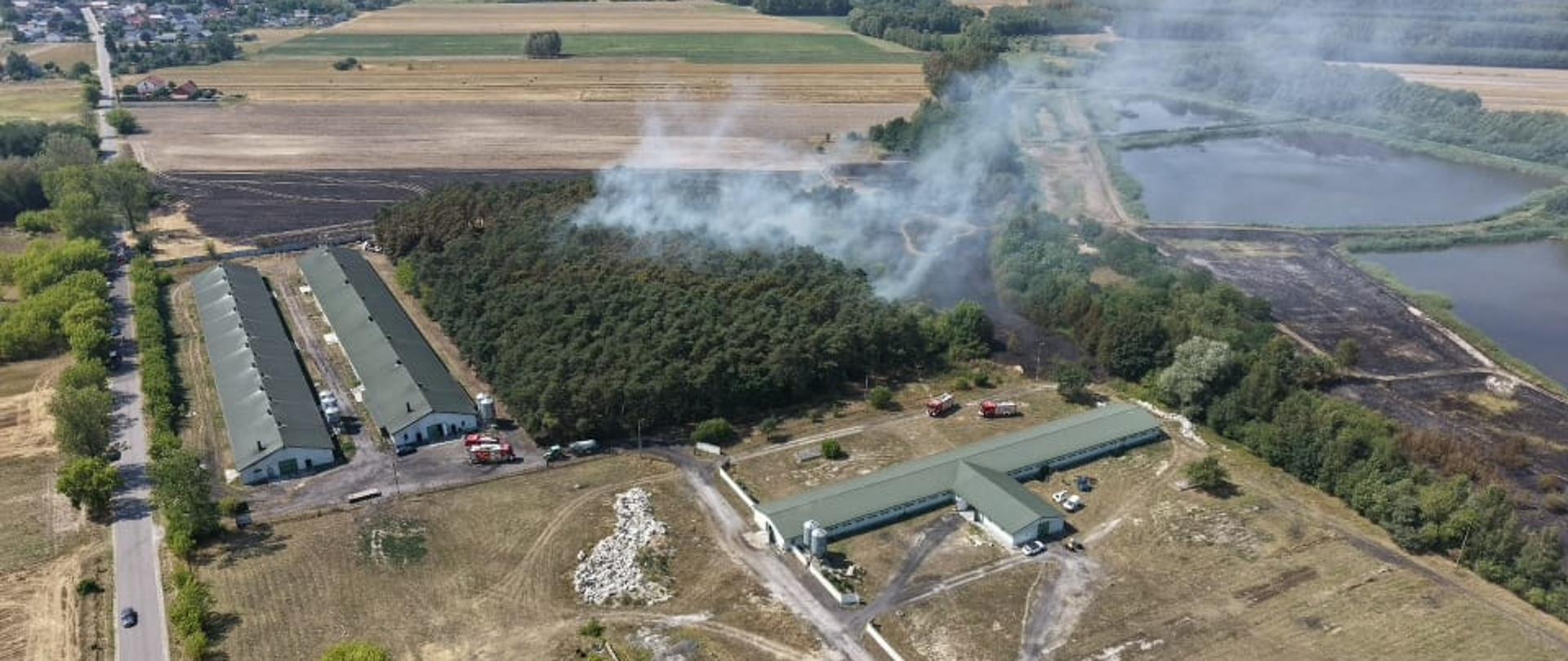 Zdjęcie z lotu ptaka ukazuje teren gospodarstwa rolnego z długimi budynkami gospodarczymi o zielonych dachach, tuż obok którego gęsty dym spowija zagajnik leśny, podczas gdy w pobliżu stoją czerwone wozy strażackie biorące udział w akcji gaśniczej.