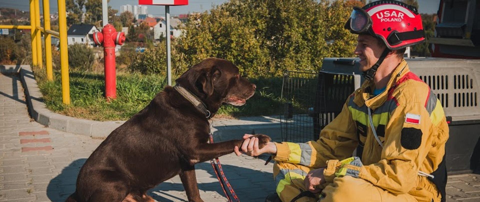 Pies ratownik wraz z siedzącym opiekunem, strażakiem. Pies podaje człowiekowi łapę