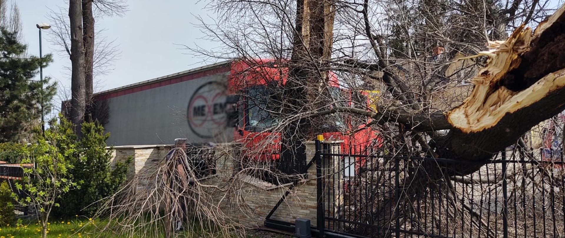 Samochód ciężarowy oraz złamane drzewo.