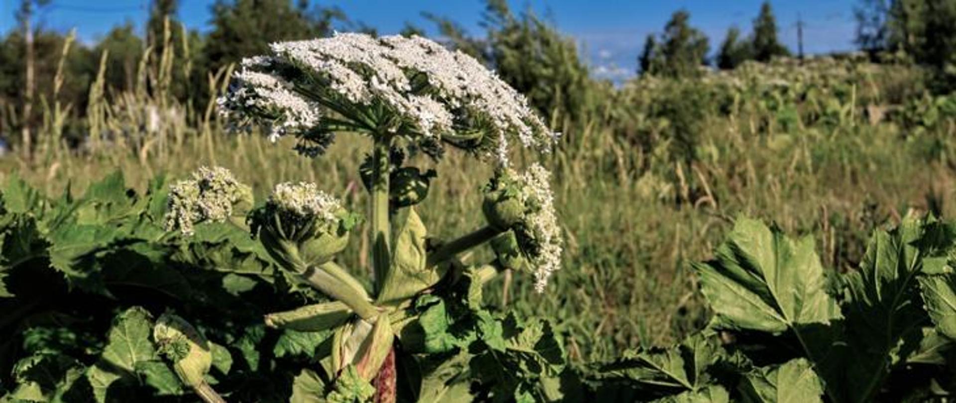 Biały kwiat barszczu Sosnowskiego na słonecznej łące