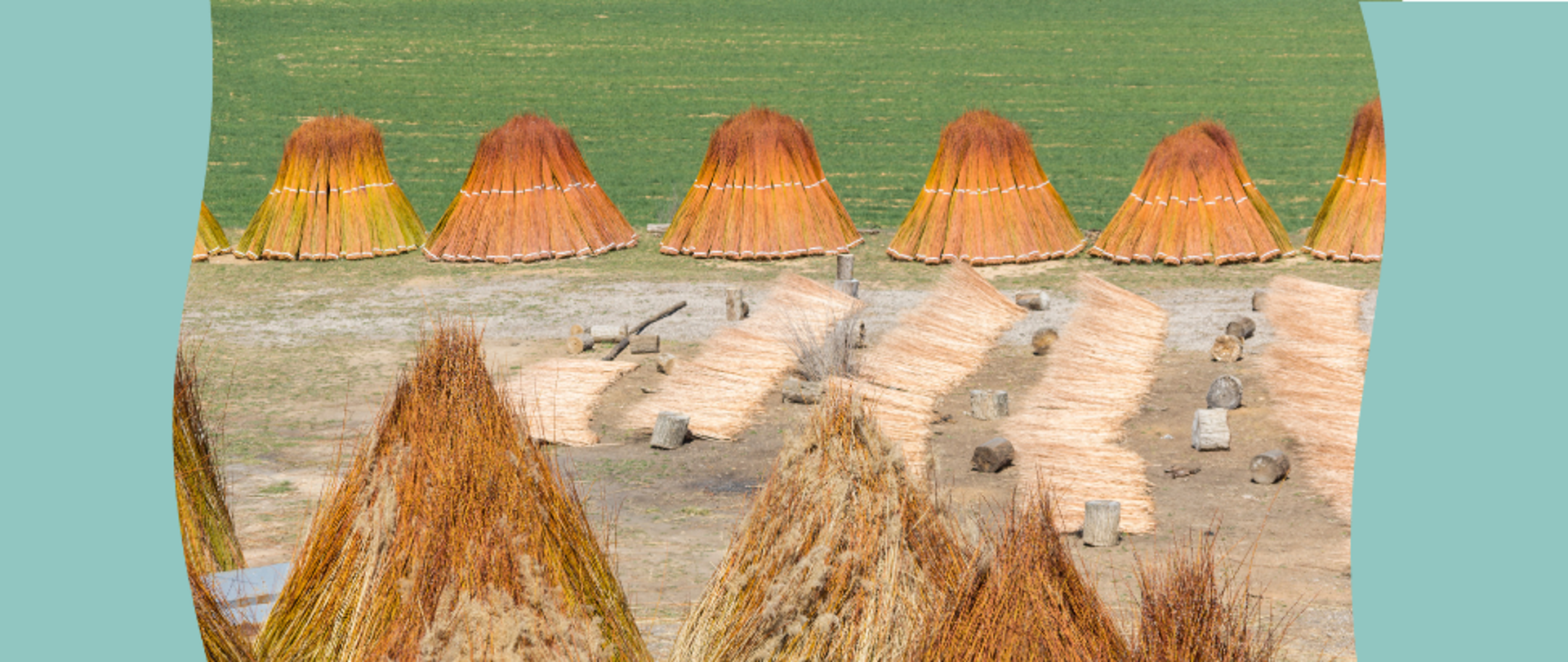 Paludikultura wiklina