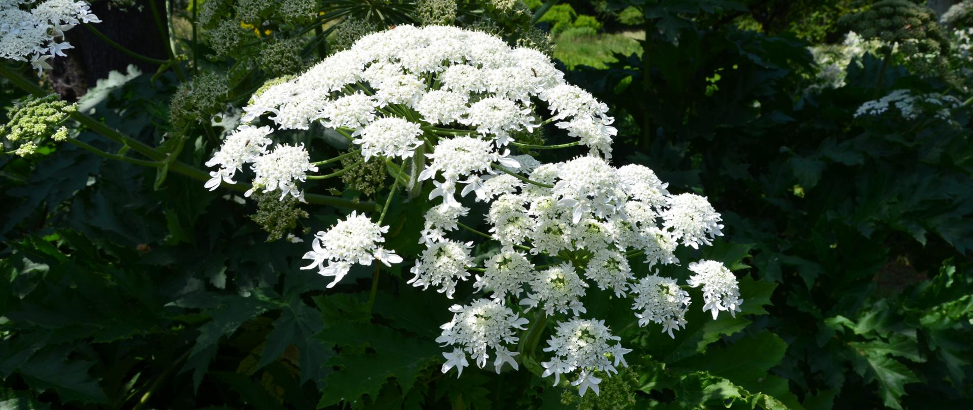 Na zdjeciu na tle zielonych liści barszczu perskiego ukazany jest baldachim składający się z białych drobnych kwiatków.