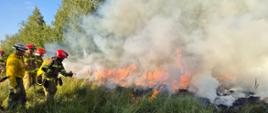 Strażacy w hełmach i ubraniach specjalnych prowadzą działania na płonącym terenie zielonym przy lesie brzozowym, kierując strumień wody na linię ognia w gęstym dymie