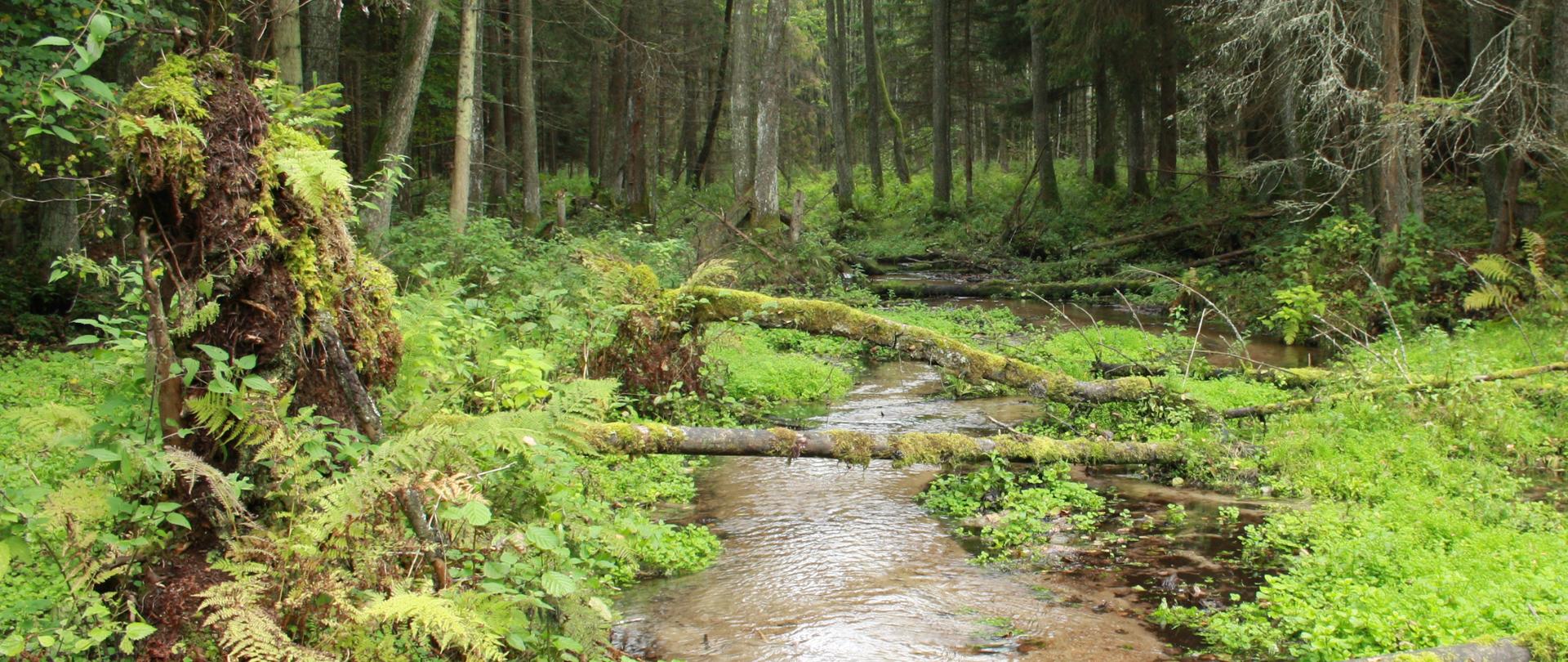II edycja konkursu Bioróżnorodność Województwa Podlaskiego