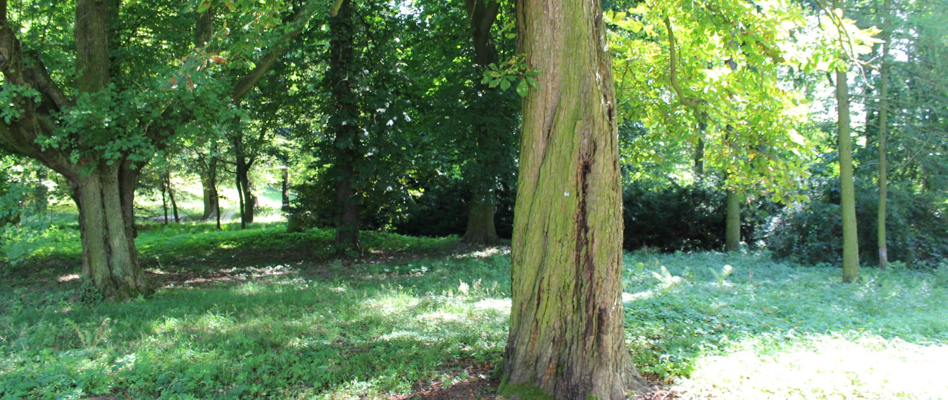 widoczny fragment parku w słoneczny letni dzień